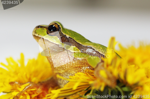 Image of prince frog in dandelion flower