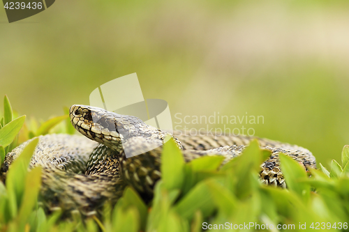 Image of female meadow adder, hiding in grass