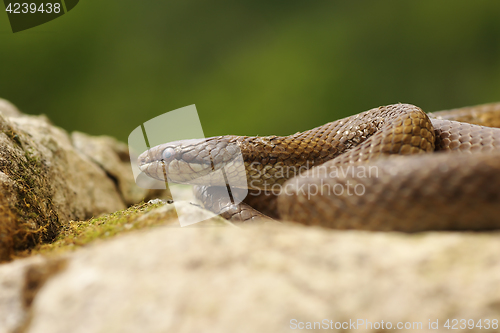 Image of smooth snake basking in natural habitat