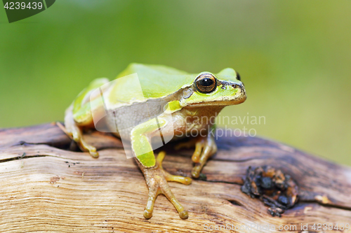 Image of cute little frog Hyla arborea