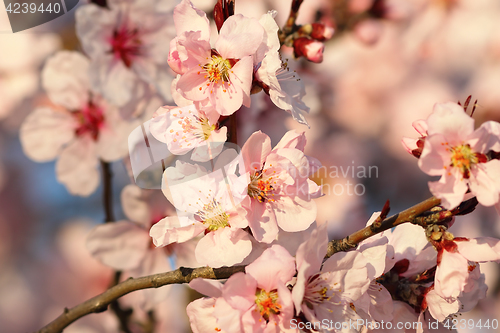 Image of sakura flowers in bloom