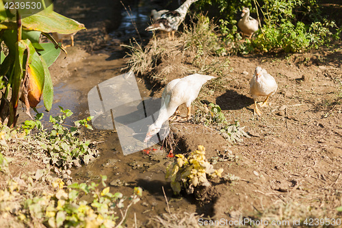 Image of Ducks drinking, Chitwan, Nepal