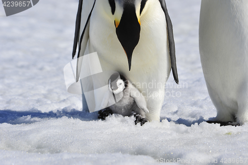 Image of Emperor Penguins with chick