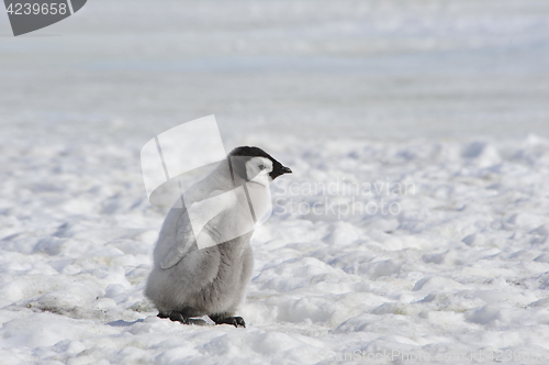 Image of Emperor Penguin chicks in Antarctica