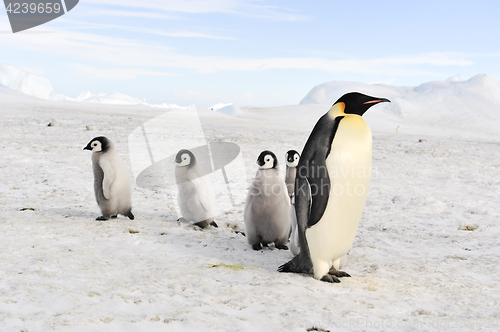 Image of Emperor Penguins with chicks