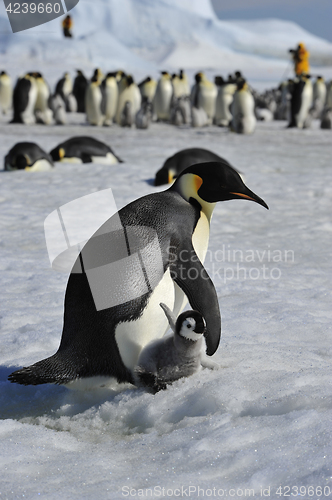 Image of Emperor Penguins with chick