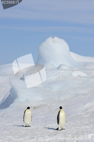 Image of Emperor Penguins on the ice