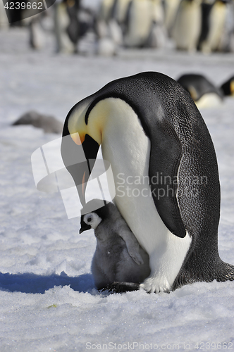 Image of Emperor Penguins with chick