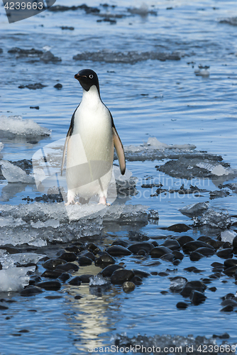Image of Adelie Penguin on ice
