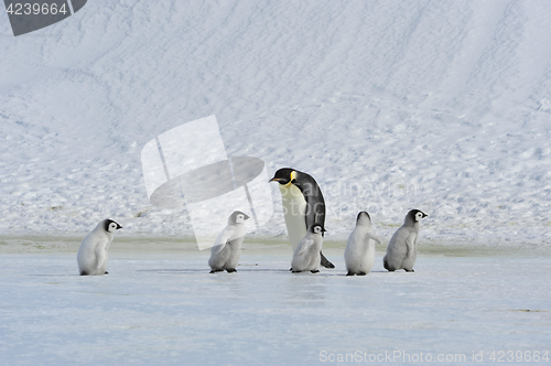 Image of Emperor Penguins with chick