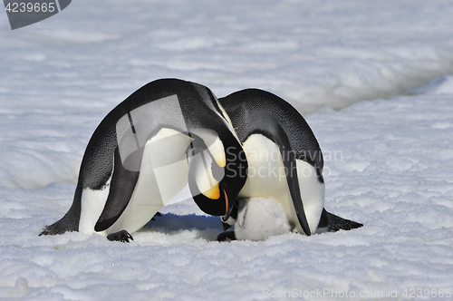 Image of Emperor Penguins with chick