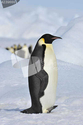 Image of Emperor Penguin on the snow