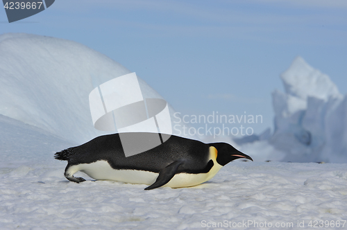 Image of Emperor Penguin on the snow