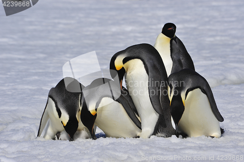 Image of Emperor Penguins with chick