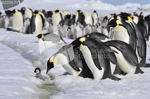 Image of Emperor Penguins with chick