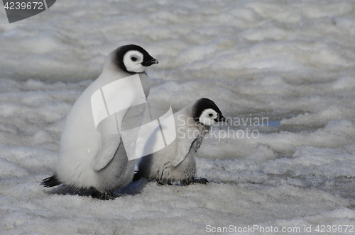 Image of Emperor Penguin chicks in Antarctica