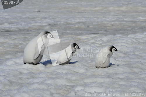 Image of Emperor Penguin chicks in Antarctica