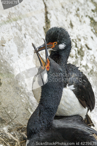 Image of Rock Shag in Falkland Islands.