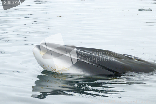 Image of A minke whale in Antarctic Peninsula