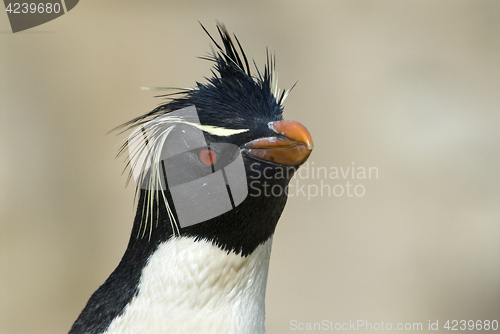 Image of Rockhopper penguin in Falkland Island