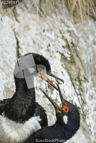 Image of Rock Shag in Falkland Islands.