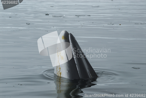 Image of A minke whale in Antarctic Peninsula