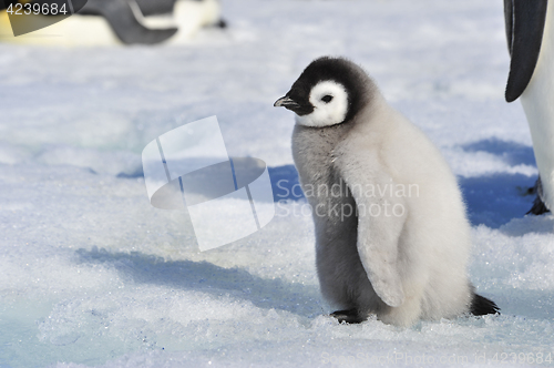 Image of Emperor Penguin chicks in Antarctica