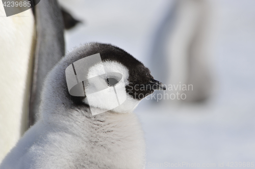 Image of Emperor Penguin chicks in Antarctica