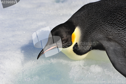 Image of Emperor Penguin on the snow