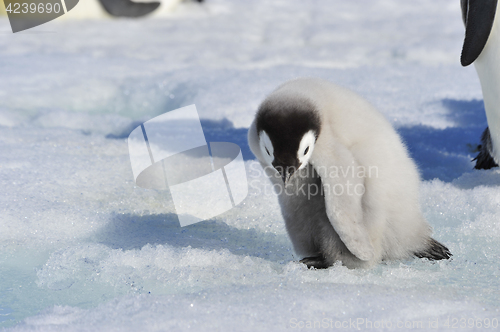 Image of Emperor Penguin chicks in Antarctica