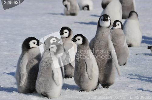 Image of Emperor Penguin chicks in Antarctica