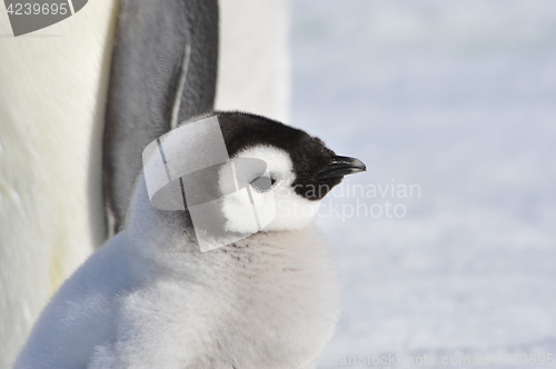 Image of Emperor Penguin chicks in Antarctica