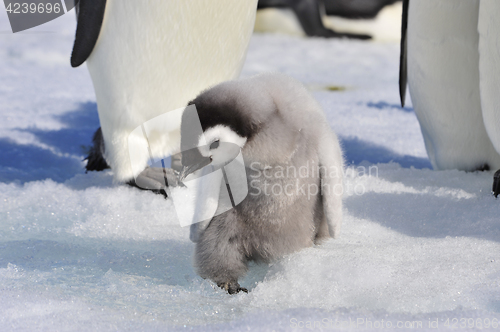 Image of Emperor Penguin chicks in Antarctica