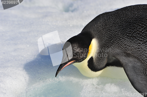 Image of Emperor Penguin on the snow