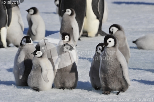 Image of Emperor Penguin chicks in Antarctica