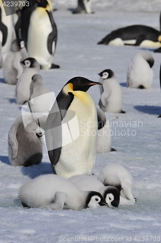 Image of Emperor Penguins with chicks