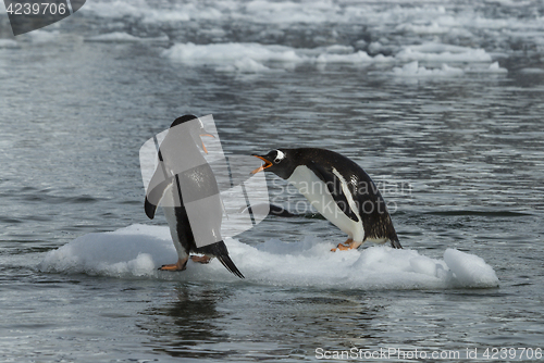 Image of Gentoo Penguin on the ice