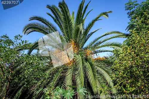 Image of Palm tree