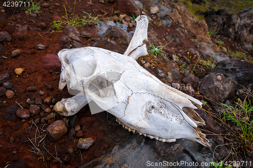 Image of Horse skull and bones