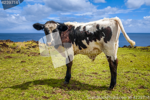 Image of Veal on easter island cliffs