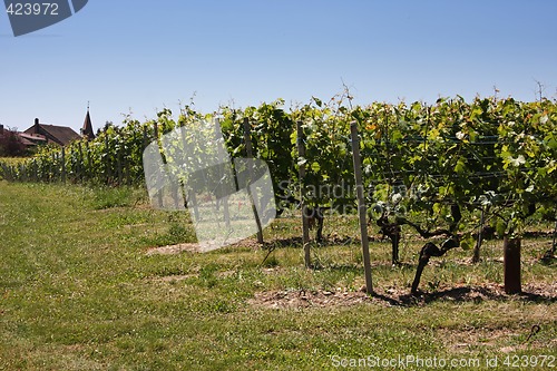 Image of Summertime vineyards