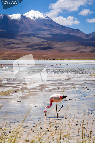 Image of Pink flamingos in laguna Honda, sud Lipez altiplano reserva, Bol