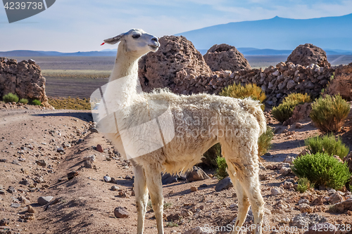 Image of Lamas herd in Bolivia