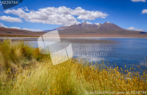 Image of Altiplano laguna in sud Lipez reserva, Bolivia