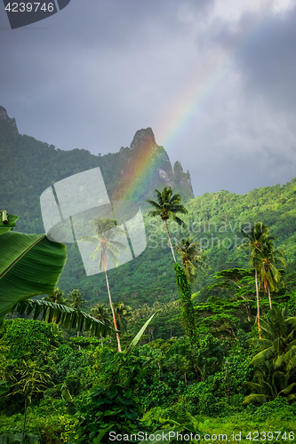 Image of Rainbow on Moorea island jungle and mountains landscape