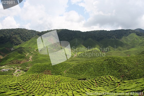 Image of Tea plantation