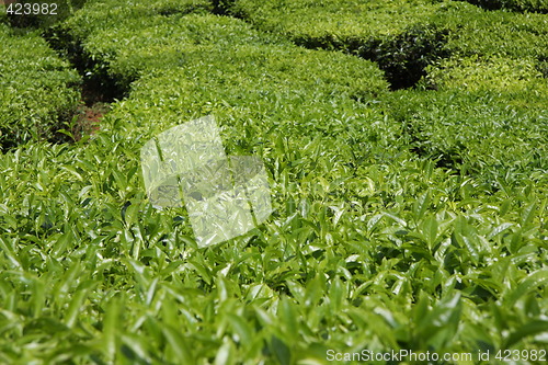 Image of Tea plantation