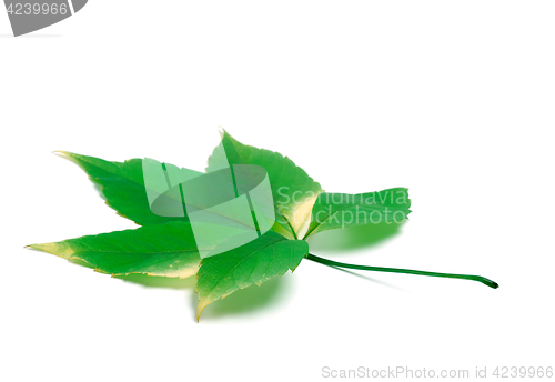 Image of Green virginia creeper leaves on white background with copy spac