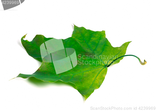 Image of Green maple leaf