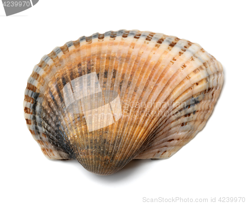 Image of Seashell isolated on a white 